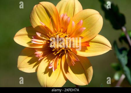Collarette Dahlia, Flower, Dahlia 'Kelsey Annie Joy', Orange, Bloom Stock Photo