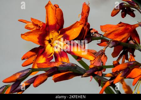 Blooms, Montbretia, Blooming, Crocosmia Emily McKenzie, Close up, Bloom, Crocosmia crocosmiiflora, Flower Stock Photo