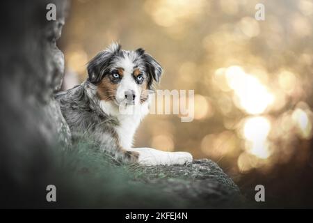 Miniature Australian Shepherd Stock Photo