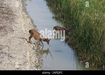 Spotted Deer, Dobanki Camp, Sunderban, South 24 Pargana, West Bengal, India