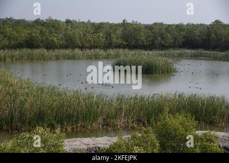 Sweet water pond, Dobanki Camp, Sunderban, South 24 Pargana, West Bengal, India