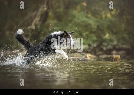 Border Collie in the water Stock Photo