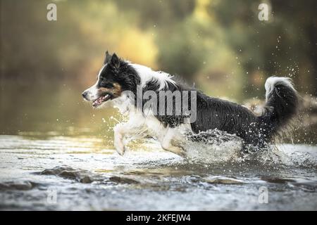 Border Collie in the water Stock Photo