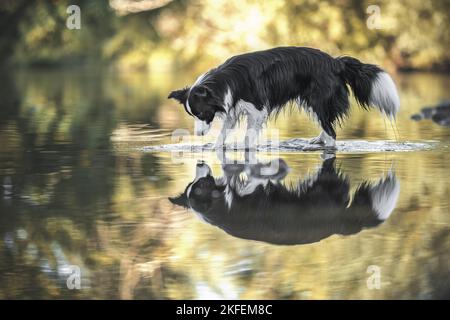 Border Collie in the water Stock Photo