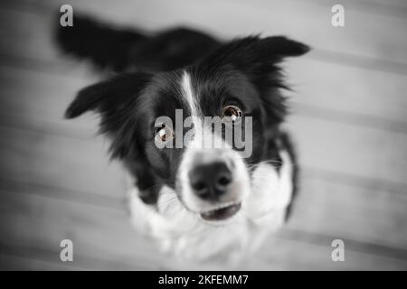 sitting Border Collie Stock Photo