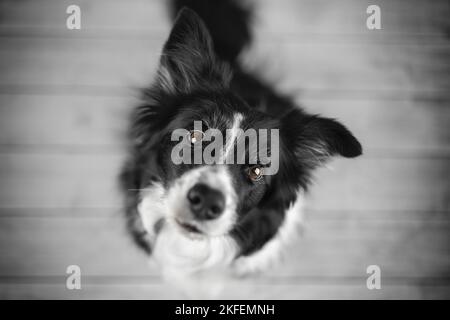 sitting Border Collie Stock Photo