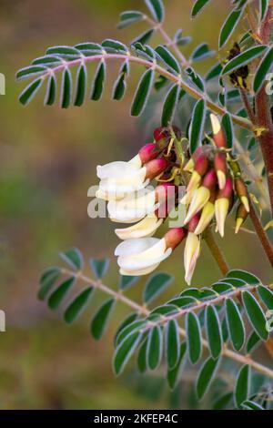Detail of the beautiful flowers of the plant called Astragalus monspessulanus, gypsophilus Rouy, in the Monfrague National Park in Extremadura. Stock Photo