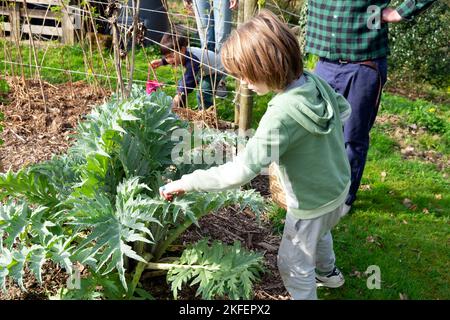 Boy 4 yrs 5 years searching for chocolate eggs on Easter egg hunt in artichoke plant growing in April garden Wales UK  KATHY DEWITT Stock Photo