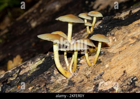 Hypholoma fasciculare mushroom growing on a log Stock Photo