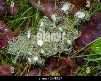 usnea florida lichen in the woods with blurred background Stock Photo