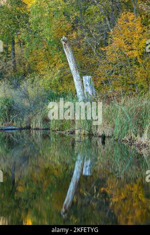 A reflective lake with a boat dock by the woods in autumn Stock Photo ...