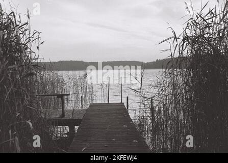 A grayscale shot of a dock surrounded by reeds. Stock Photo