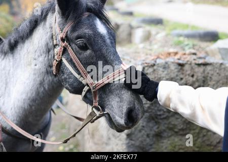 Woman hand touching gray horse head close up Stock Photo