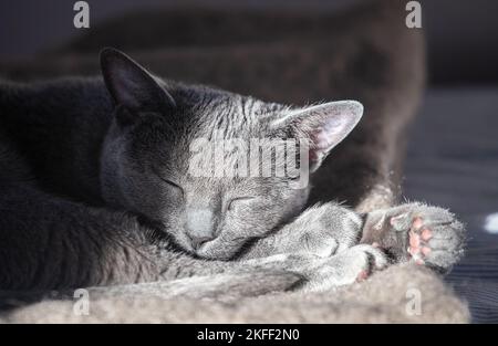 Russian blue cat inside the house photo: Bo arrhed Stock Photo