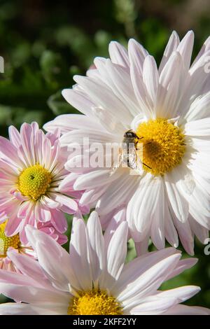 Lots of delicate flowers. The bee collects nectar. Bush of chrysanthemum chamomile. Stock Photo