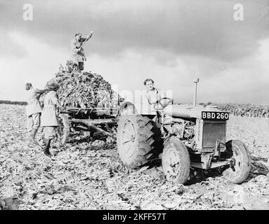 Vintage photo circa April 1943 of unidentified British women working on a farm with a Fordson tractor as part of the Women's Land Army helping produce food during world war two Stock Photo