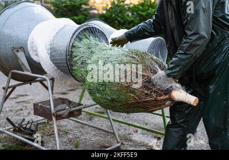 a man pulling a freshly chosen fir tree or Christmas tree through a tube to wrap it in a net on a christmas market Stock Photo