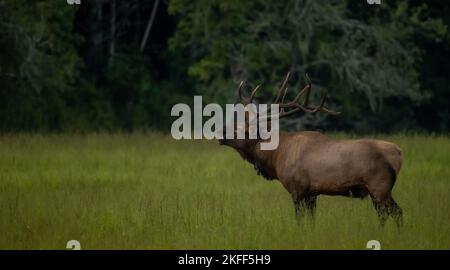 Bull Elk Bugles In Meadow in Great Smoky Mountains National Park Stock Photo