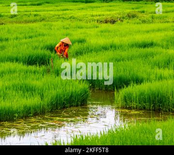 One asian Vietnamese worker in a rice field during harvest in Tam Coc, Ninh Binh, Vietnam. Stock Photo