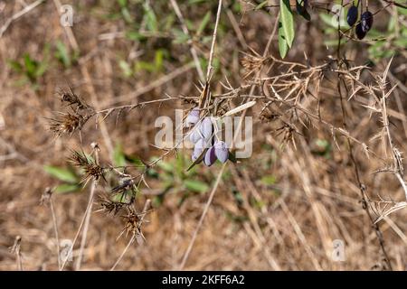 Ripe olive berry among foliage on tree branches close-up. Harvesting. Israel Stock Photo