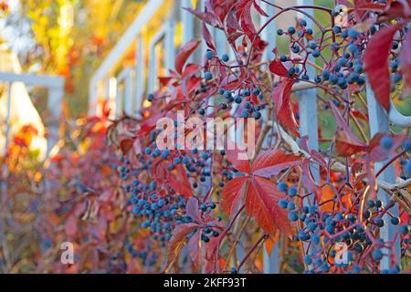 Blue berries with red leaves against the background of a tree with colorful yellow and red foliage in autumn Stock Photo