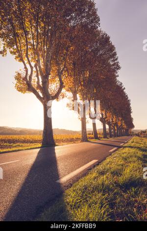 Scenic view of road bordered by huge maple trees in Provence south of France against autumn golden sunset light Stock Photo