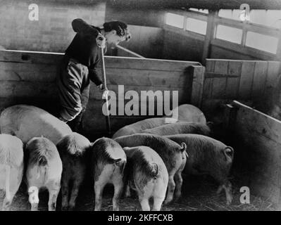 Vintage photo circa April 1943 of unidentified British woman working on a farm cleaning out a pig sty as part of the Women's Land Army helping produce food during world war two Stock Photo