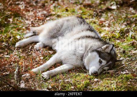 Siberian Husky dog lying on forest grass, full size resting Husky dog portrait with brown eyes and gray black coat color. Cute unhappy Husky sled dog Stock Photo