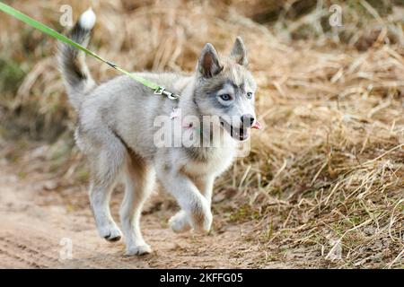 Running Siberian Husky dog puppy on leash on autumn dry land, funny blue eyed Husky dog outdoor walking. Autumn walking on country road with lovable H Stock Photo