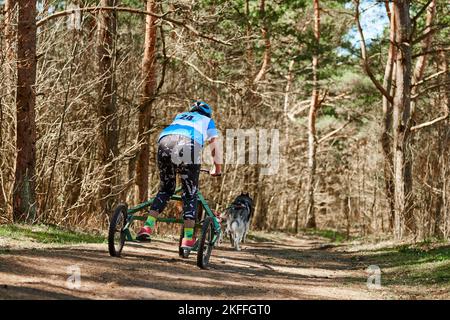 Back view to woman musher rides on three wheeled cart with Siberian Husky sled dogs in harness on autumn forest dry land, Husky dogs outdoor carting m Stock Photo