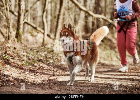 Running Siberian Husky dog in harness pulling woman on autumn forest country road, outdoor Husky dog canicross. Autumn canicross championship in woods Stock Photo