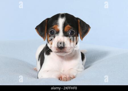 Dansk Svensk Gaardshund Puppy Stock Photo