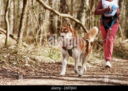 Running Siberian Husky dog in harness pulling woman on autumn forest country road, outdoor Husky dog canicross. Autumn canicross championship in woods Stock Photo