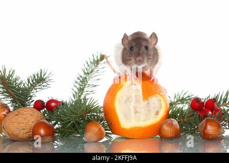 fancy rat Stock Photo