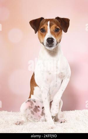 sitting Parson Russell Terrier Stock Photo