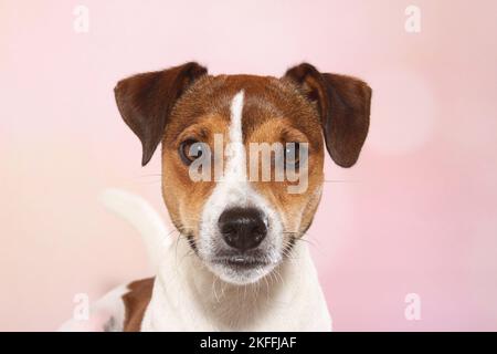 Parson Russell Terrier Portrait Stock Photo