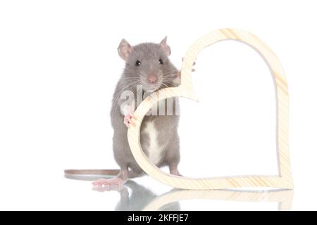 fancy rat on white background Stock Photo