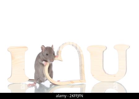 fancy rat on white background Stock Photo