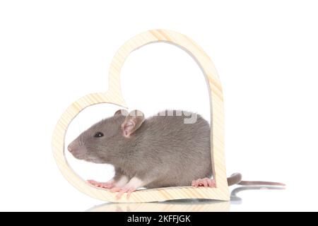 fancy rat on white background Stock Photo