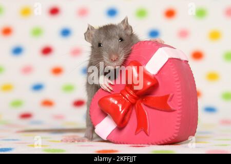 fancy rat with heart Stock Photo