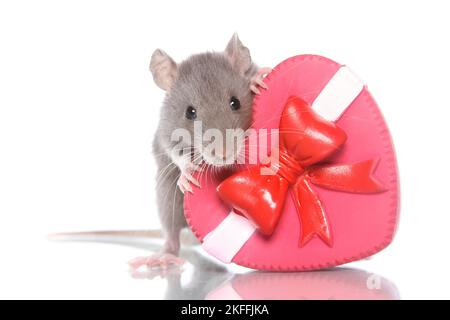 fancy rat on white background Stock Photo