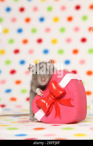 fancy rat with heart Stock Photo