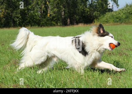 playing Caucasian-Shepherd-Dog-Mongrel Stock Photo