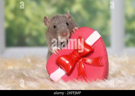 fancy rat with heart Stock Photo