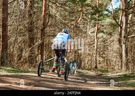 Back view to woman musher rides on three wheeled cart with Siberian Husky sled dogs in harness on autumn forest dry land, Husky dogs outdoor carting m Stock Photo