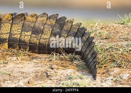 Nile crocodile Stock Photo