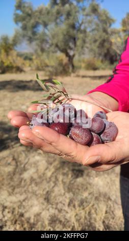 Hand picking olives on the tree in November Stock Photo