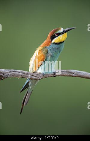 European bee-eater Stock Photo