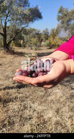 Hand picking olives on the tree in November Stock Photo