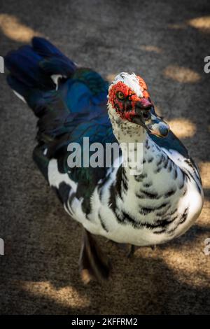 A vertical closeup shot of a spotted Muscovy duck perched on the floor Stock Photo